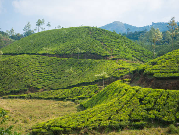 istock Tea plantations in Munnar Kerala, India 913560916