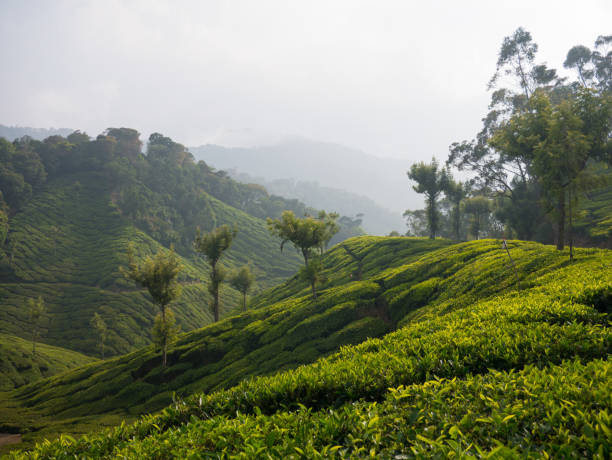 istock Tea plantations in Munnar Kerala, India 913563066