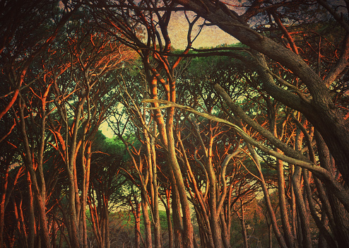 Grunge textured atmospheric and moody trees in a forest at sunset