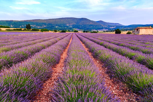 istock Lavender field summer sunset landscape near Sault 913571100