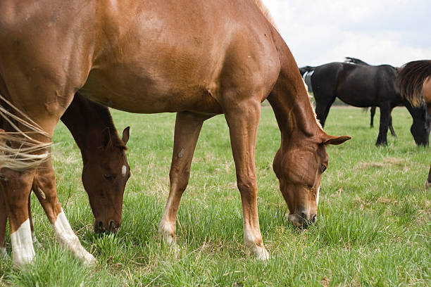 istock Horses eat a green grass. 91357273