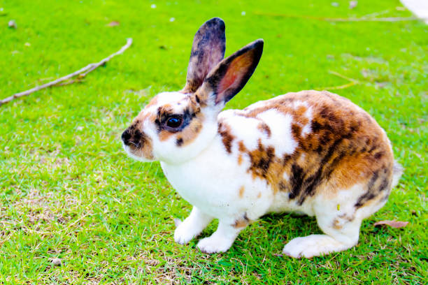 istock lovely rabbit in the farm 913574498