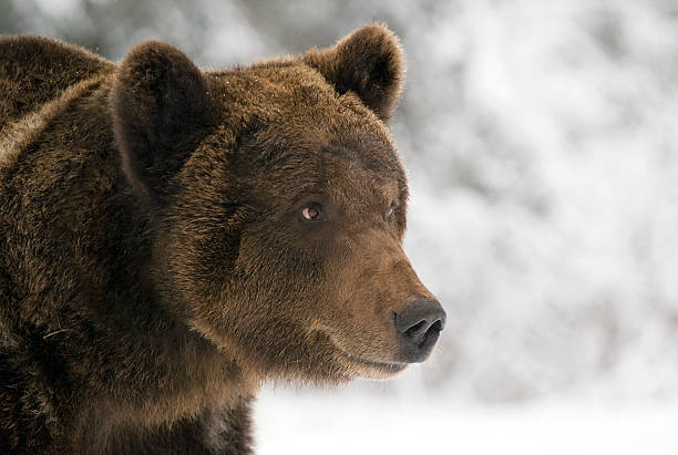 istock Portrait of wild russian bear. 91357579