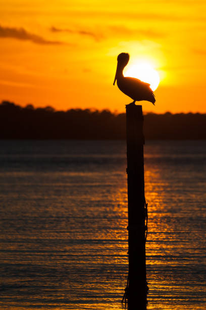 istock Isolated Pelican Silhouette at Sunset 913581710