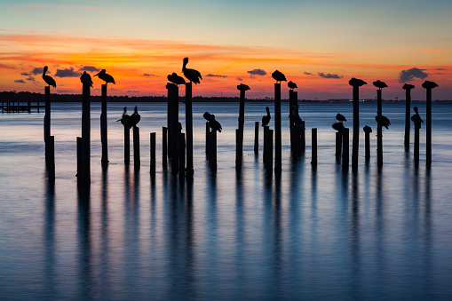 Sunset silhouettes of pelicans on old pier pilings in Destin Harbor, Florida, USA.