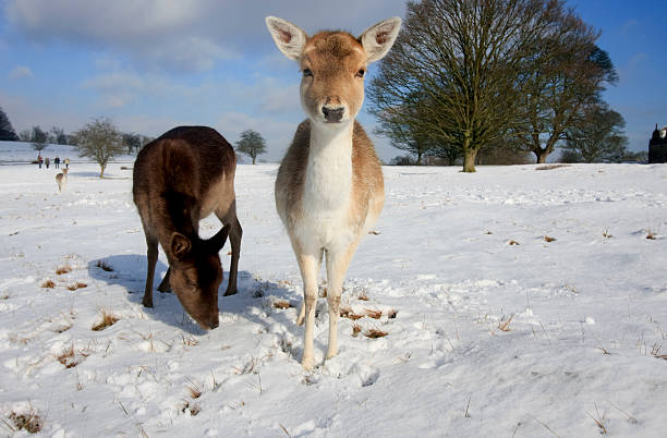 Inquisitive Deer Stock Photo - Download Image Now - Animal, Animal Head,  Animal Nose - iStock