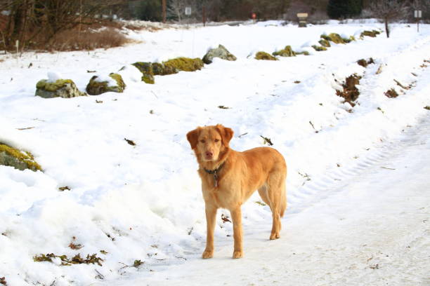 istock Dog Standing On Snowy Road 913582242