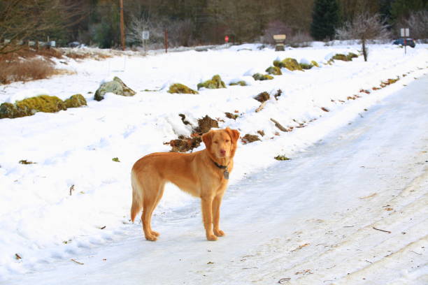 istock Dog Standing On Snowy Road 913582288