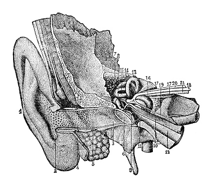 Human ear - Scanned 1892 Engraving