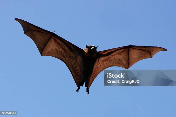 Spooky Zorro Volador Foto de stock y más banco de imágenes de Aire libre - Aire libre, Ala de animal, Alas desplegadas