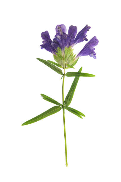 istock Pressed and dried flower dragonhead, isolated on white 913585318
