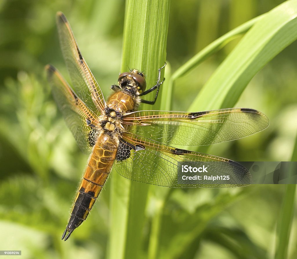 4 つの斑点 chaser トンボ Libellula quadrimaculata - オレンジ色のロイヤリティフリーストックフォト