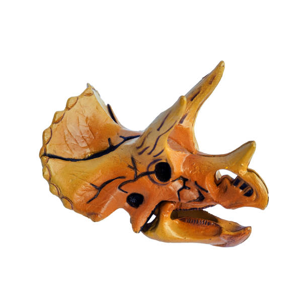 istock Triceratops,Dinosaur skull model is made of plastic 913592140