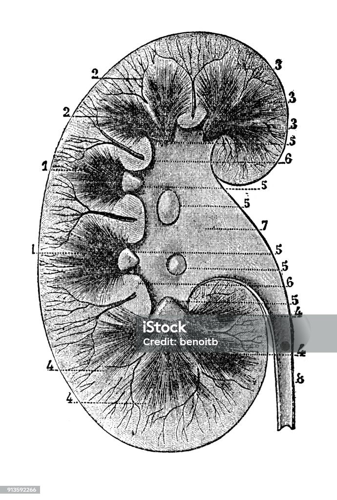 Human Kidney Human Kidney - Scanned 1892 Engraving 19th Century stock illustration