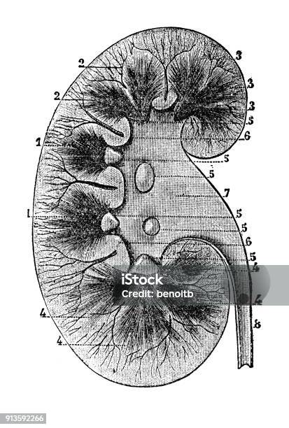 Human Kidney Stock Illustration - Download Image Now - 19th Century, 19th Century Style, Anatomy