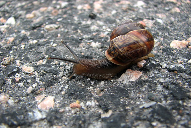 Snail on asphalt stock photo