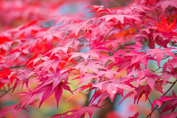 istock Maple leaves change color in autumn season 913596134