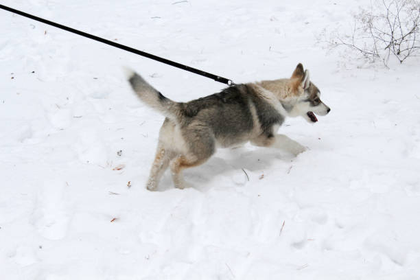 istock Siberian husky went out for a walk 913598834