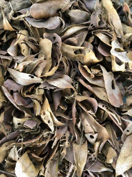 istock dry leaves on ground in autumn garden 913599390