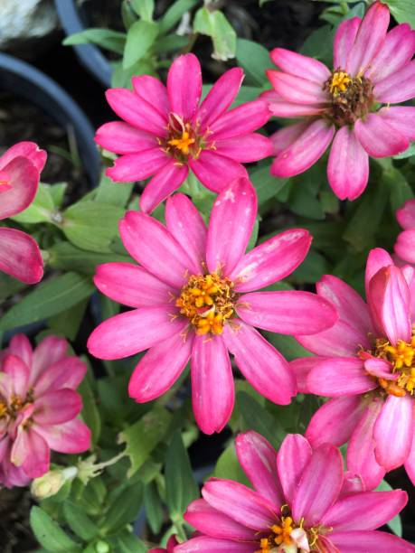istock Zinnia angustifolia flower 913599414