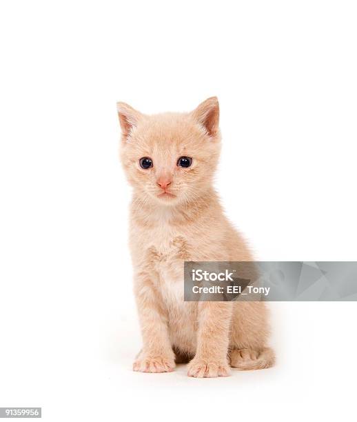 Amarillo Cat Sobre Fondo Blanco Foto de stock y más banco de imágenes de Almohadillas - Pata de animal - Almohadillas - Pata de animal, Amarillo - Color, Amistad