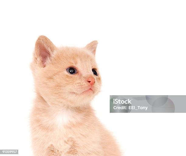 Gelbe Katze Auf Weißem Hintergrund Stockfoto und mehr Bilder von Farbbild - Farbbild, Fotografie, Freisteller – Neutraler Hintergrund