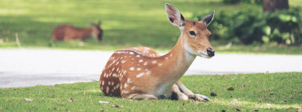 istock Close up image of deer sitting on grass yard in a park 913599654