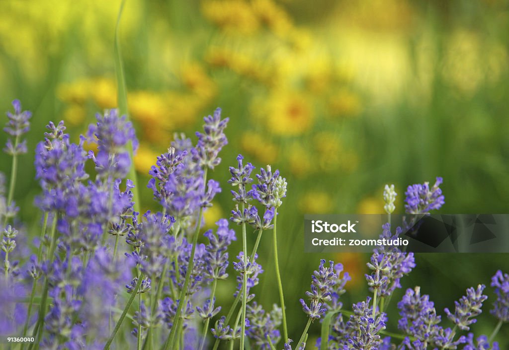 Lavender al jardín - Foto de stock de Aceite de aromaterapia libre de derechos