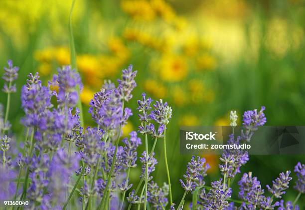 Lavender Al Jardín Foto de stock y más banco de imágenes de Aceite de aromaterapia - Aceite de aromaterapia, Aire libre, Anochecer