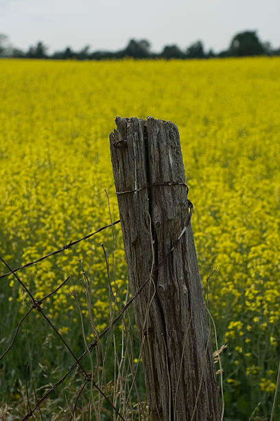 istock Old Farmer's Fence 91360043