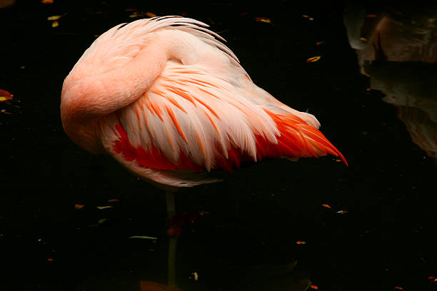 istock Shy: Pink Flamingo Hiding Head in Brilliant Feathers Sleeping 91360051