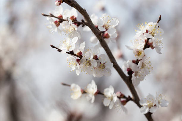 istock apricot flowers on a tree in nature 913602600
