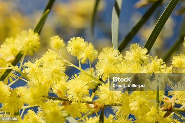 Golden Bloom - Fotografias de stock e mais imagens de Flor - Flor, Cultura Australiana, Acácia