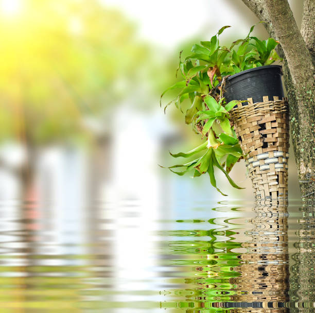 plant in plastic pot on green nature with reflect