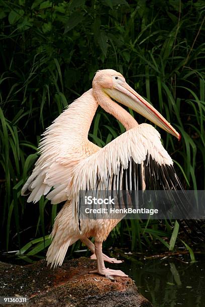 Pelicano Abrir As Asas Em Voo - Fotografias de stock e mais imagens de Abrir - Abrir, Animal, Animal selvagem