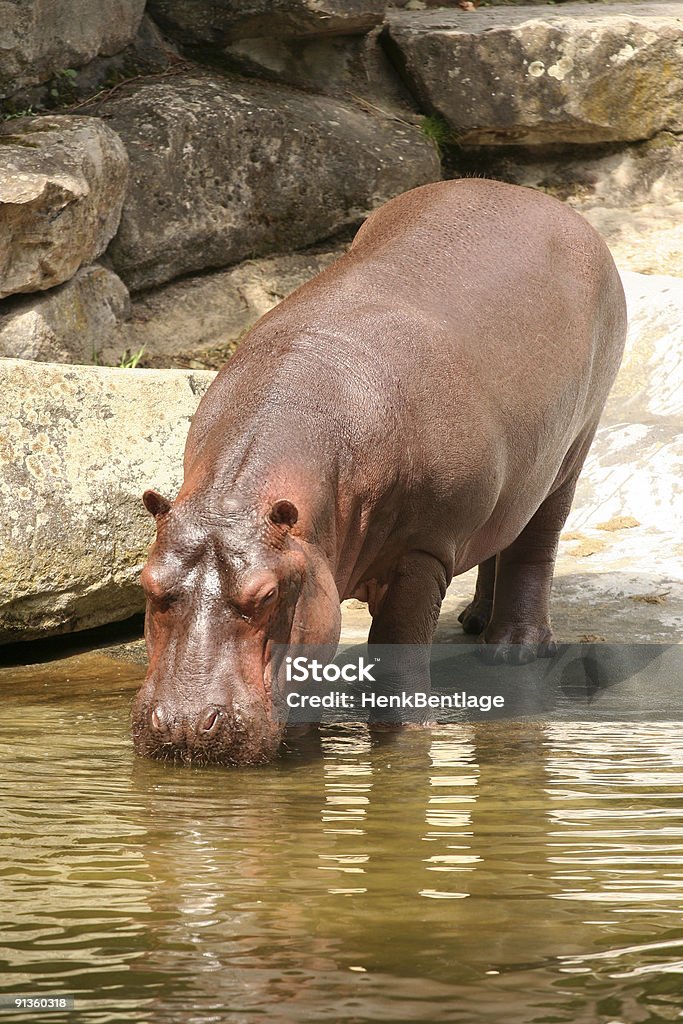 Hipopótamo água potável - Foto de stock de Animais em Extinção royalty-free