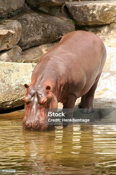 Foto de Hipopótamo Água Potável e mais fotos de stock de Animais em Extinção - Animais em Extinção, Animal, Beber