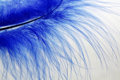 Eye Relaxing Soft Blue Feather Swan Plume On White Background Isolated  Stock Photo - Download Image Now - iStock