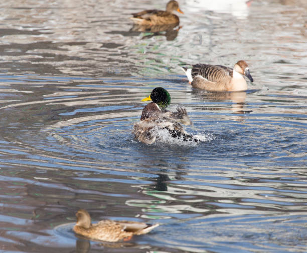 istock ducks in a lake in nature 913606074