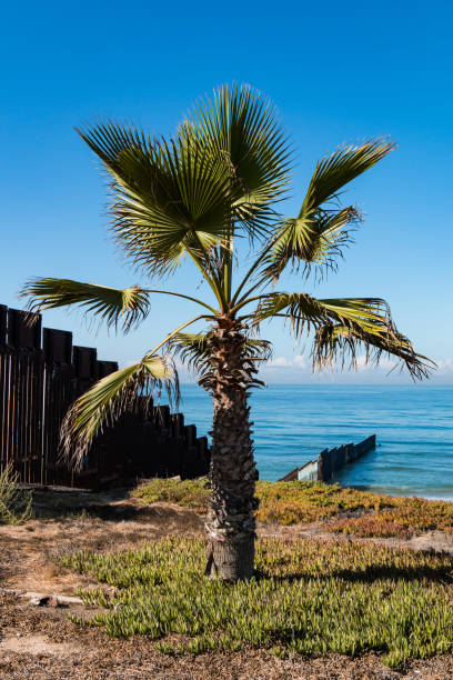 istock Palm Tree Next to International Border Wall in San Diego 913606262