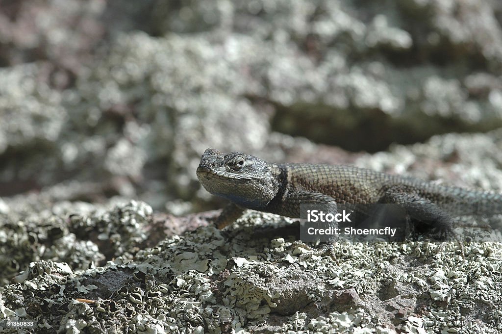 Sceloporus jarrovi - Zbiór zdjęć royalty-free (Bez ludzi)