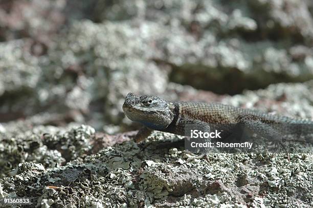 Sceloporus Jarrovi - zdjęcia stockowe i więcej obrazów Bez ludzi - Bez ludzi, Bliskie zbliżenie, Dzikie zwierzęta