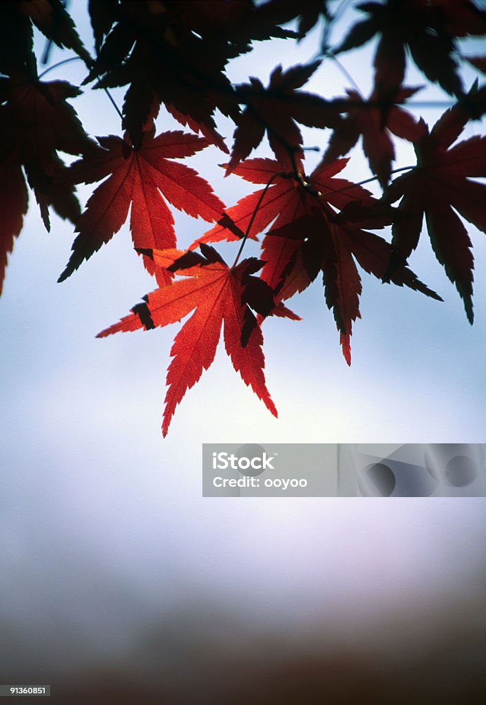Japoński Klon czerwony - Zbiór zdjęć royalty-free (Abstrakcja)