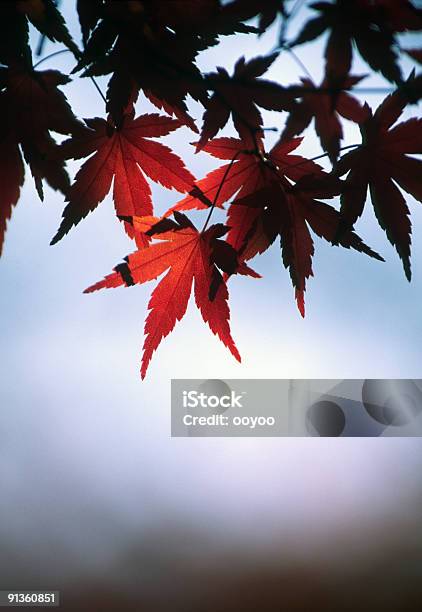 Японский Красный Клен — стоковые фотографии и другие картинки Абстрактный - Абстрактный, Без людей, Вертикальный