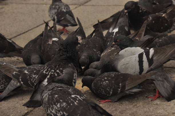piccioni donati a piazza san marco a venezia - picking a fight foto e immagini stock