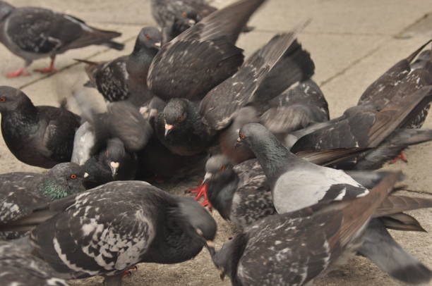 palomas donadas a la plaza de san marcos en venecia - picking a fight fotografías e imágenes de stock