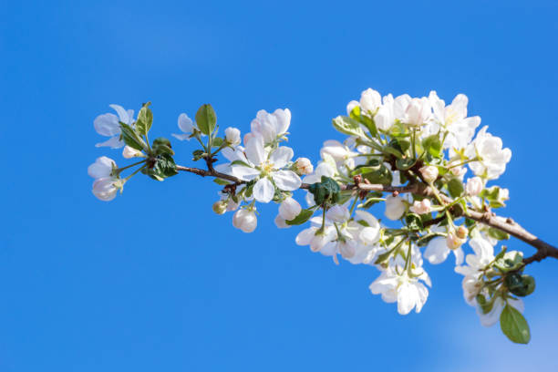 istock The sky and the apple tree branch 913609810