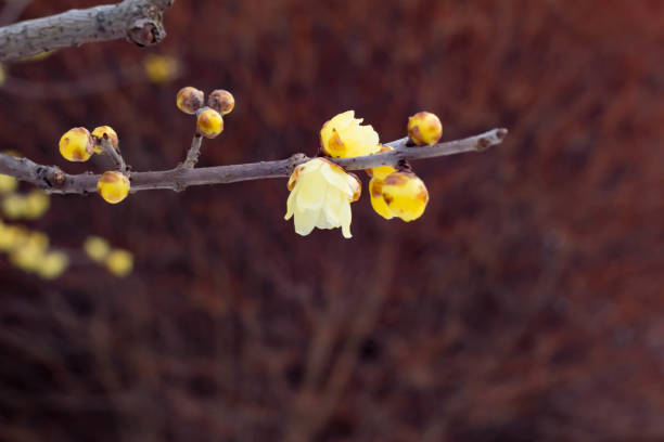 istock Waxy plum with yellow and beautiful flowers 913609820