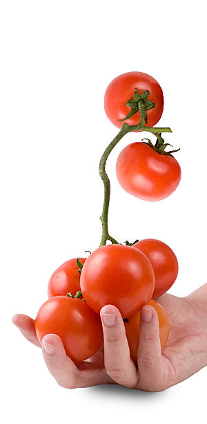 Tomatoes in a girl's hand stock photo