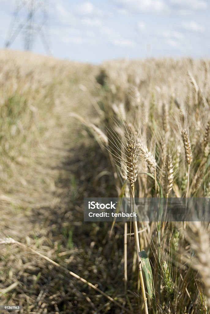 Orzo (fiore) haulm in prima fila - Foto stock royalty-free di Agricoltura